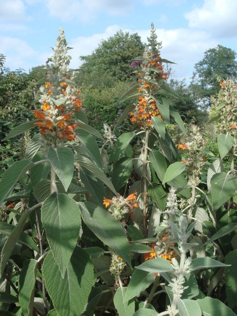 Colqhounia coccinea 'Vestita' P19 P22
